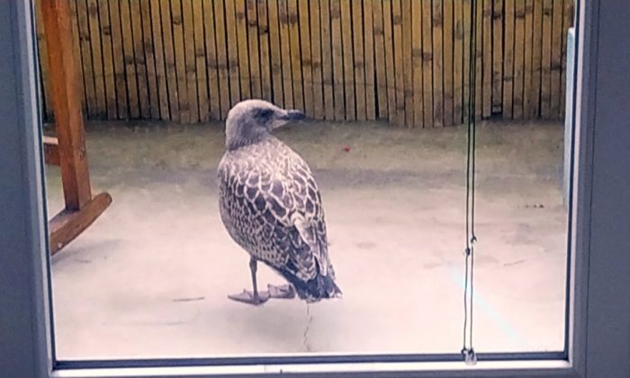 Vogel vor Fensterscheibe in einem Vogelkäfig, natürliche Umgebung, geflügeltes Tier, Haustier oder Wildvogel, umgeben von Holz und Glas, Vogelbeobachtung, exzellente Vogelhaltung und Tierpflege.